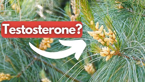 This Common Tree Contains Testosterone!