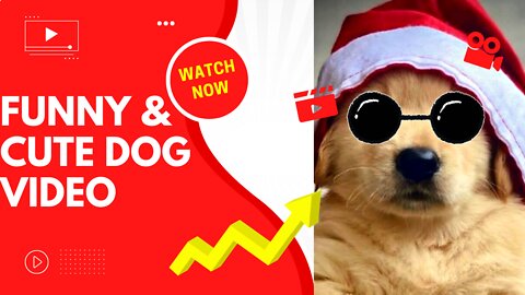 Funny animals|| Funny dog video || cute dog