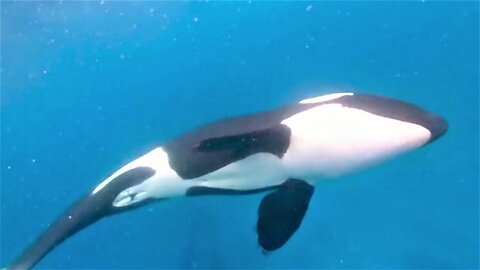 Scuba divers swim among pod of orcas in Galapagos