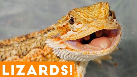 Ultimate Funny Lizard Compilation