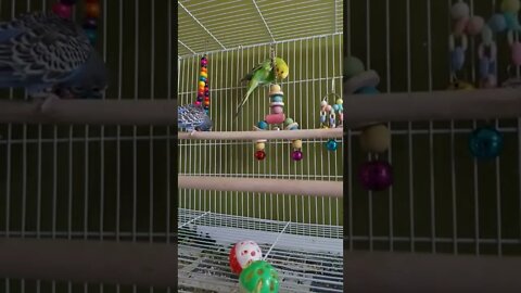 Budgies Playing With Toys Too Cute!😊 #shorts #youtubeshorts #animallover #funny #budgies #birds