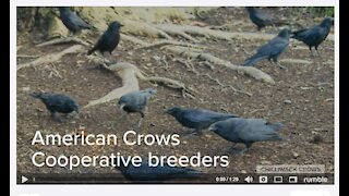 American Crow Corvus brachyrhynchos