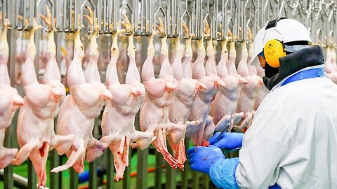 Modern Chicken Meat Processing Factory - Chicken Factory