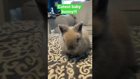 Come see our new baby bunny!!! #shorts #bunny #babyanimals