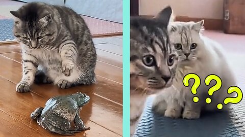 Cats hilarious reaction on frog screaming 🤣😂 🤣