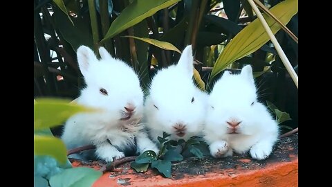 3 White Rabbits Eating in flowerbed
