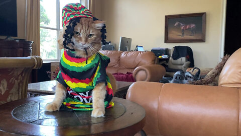 Cat's Rasta-themed Halloween Costume Renders Dogs Speechless