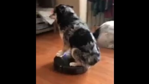 DOG ON ROOMBA