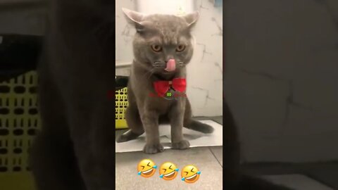 अरे यह बिल्ली क्या कर रही है🤣Hey What Is This Cat Doing👈
