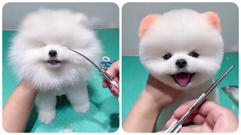 Cute small dog hair cutting
