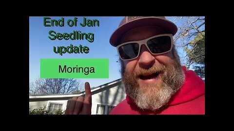 Winter Gardening Zone 7/8🌱Seedling and Moringa 🌱 special visitors.🦅