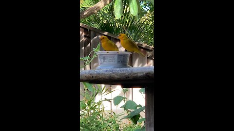 Back Yard Birds Hawai’i & our Canary Buddies