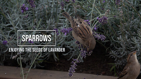 Sparrows enjoying the seeds of Lavender
