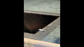 Man Dives 30 Feet Into 9/11 Memorial Reflecting Pool