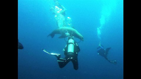 Hunting sea lions swim through astonished divers 50 feet deep