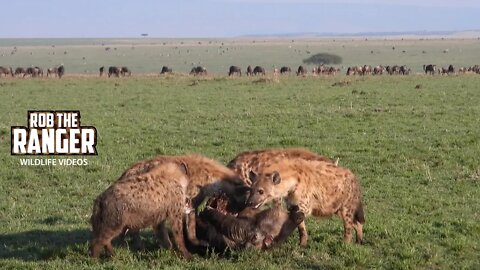 Hyenas Devour A Gnu | Maasai Mara Safari | Zebra Plains