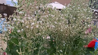 Lettuce plant going to seed