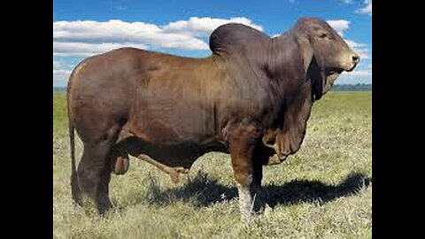 Amazing Transformation of Bull in One Year