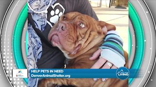 Denver Animal Shelter - Pets in Need
