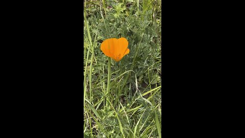 California Poppy with Red Maid