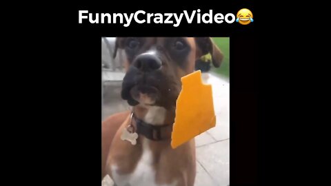 Mr FunnyCrazyVideo😂 Just Incredible Video Funny and Crazy #Like Follow for Follow 🥰