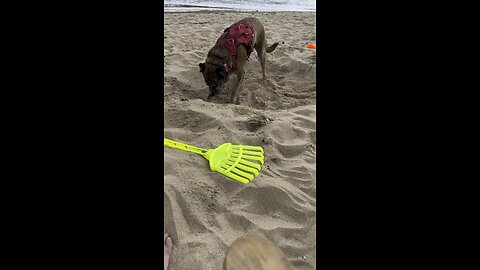 Eli makes his beach bed