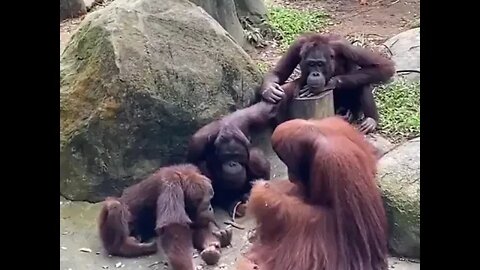 Monkeys in a family meeting
