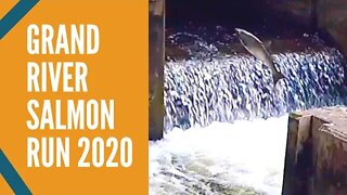 Grand River Salmon Run 2020 6th Street Dam Grand Rapids Michigan Fishing