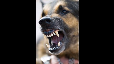 Agressive dogs training