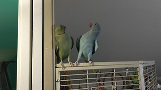 Parakeet brothers engage in full length conversation