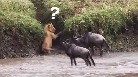 The Best Of Animal Attack 2022 - Most Amazing Moments Of Wild Animal Fight! Wild Discovery Animal p3