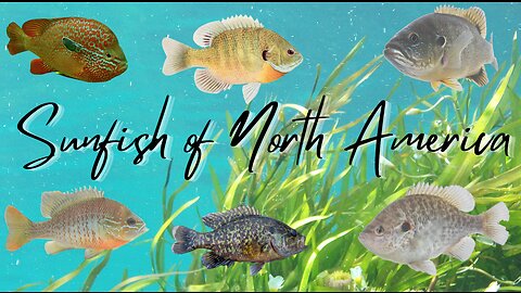 Sunfish of North America