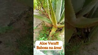 VOCÊ CONHECE A ALOE VERA? #babosa #plantas #shorts