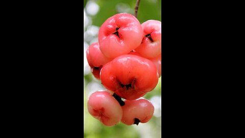 Rose Apple Benefits | Gulab Jamakaya | Water Apple | రోజ్ యాపిల్ నుండి అద్భుతమైన ఆరోగ్య ప్రయోజనాలు.
