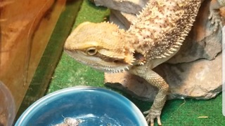 Cute bearded dragon devours live roaches and worms