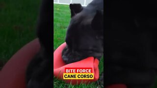 BITE FORCE of Cane Corso #shorts #viral #pets