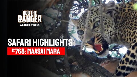 Safari Highlights #768: 01 November 2023 | Lalashe Maasai Mara | Latest #Wildlife Sightings