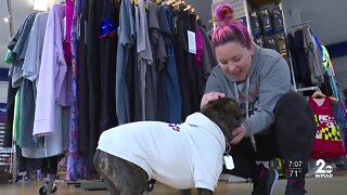 Dogs of Charm City: Businesses welcome furry friends
