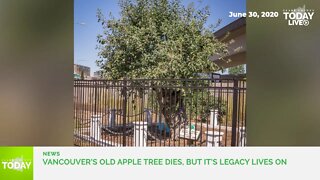 Vancouver’s Old Apple Tree dies, but it’s legacy lives on