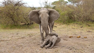 Mother Elephant Tries To Rouse Her Unconscious Calf