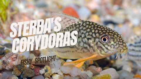 Fish Spotlight: The Sterba's corydora