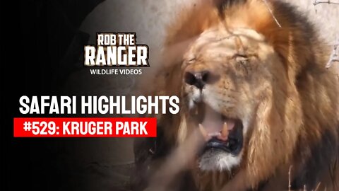 Safari Highlights #529: 13 - 15 November 2019 | Kruger National Park | Latest Wildlife Sightings