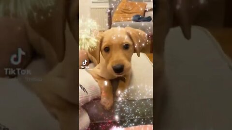 smart dog in tiktok #shorts #dog