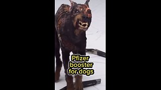 Pfizer booster for dogs