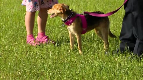 Adoptable dogs get the chance to be a police K9 for a day