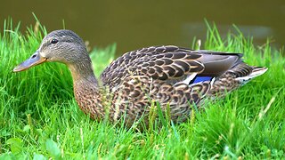 Female Mallard Ducks Doing Duck Stuff