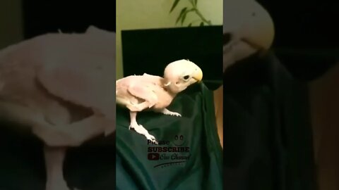 burung tanpa bulu hidup sehat😂 #funnyvideo