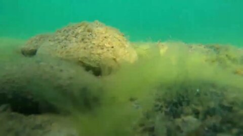 Underwater Shot Moving Across The Bottom Of The Ocean Floor