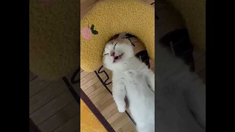 Top Funny Cute Cats Viral Clips😹|| Best #funny Cats #shorts Video😂|| #trending #animals #reels