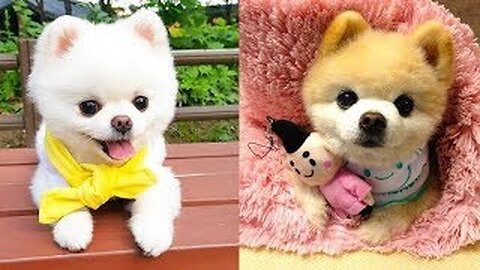 Baby Dogs - Cute and Funny Dog Videos Compilation